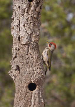 Iberian Woodpecker on a Tree Trunk