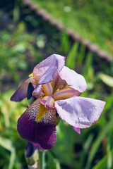 Kosaciec, irys ,Iris L. © Marcin Łazarczyk