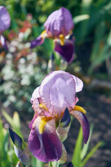 Kosaciec, irys ,Iris L. © Marcin Łazarczyk