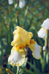 Kosaciec, irys ,Iris L. © Marcin Łazarczyk