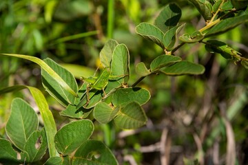 Closeup shot of a green cricket on a branch with bright green leaves