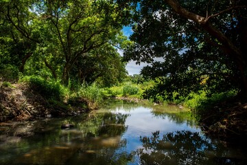 Scenic shot of a tranquil river surrounded by lush trees and foliage in Shenzhen