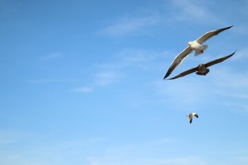 Seagulls soaring in the blue sky.