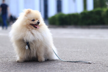Pomeranian Spitz on a walk. A small dog on a leash walks in the park. A pet. Dog is a human best...