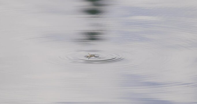 Trout eats a grasshopper from the water's surface