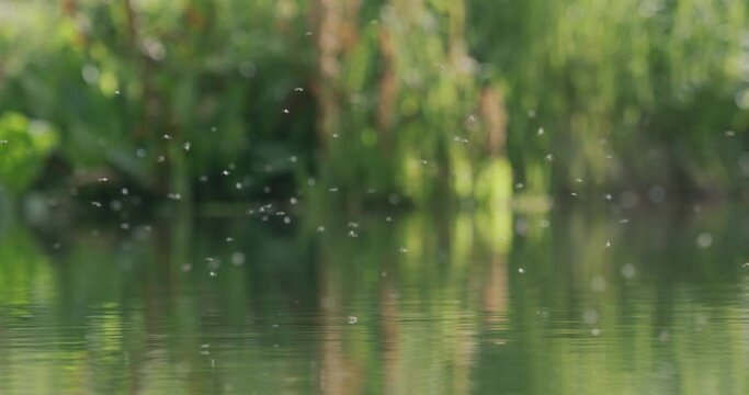 Flies above a pond in Colorado