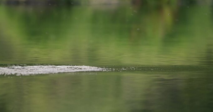 Trout fish jumping out of the water trying to catch flying insects