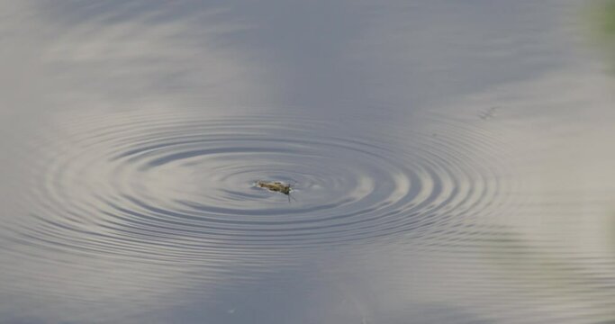 Trout fish eating a grasshopper, closeup shot