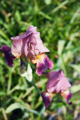 Kosaciec, irys ,Iris L. © Marcin Łazarczyk