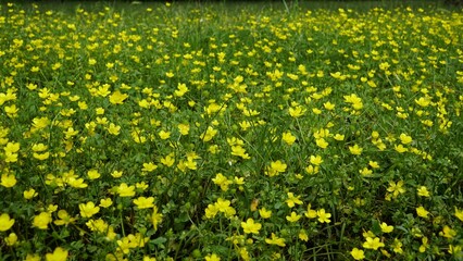 a field filled with yellow flowers and green grass on top of a wooden bench