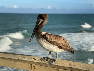 Closeup of a pelican perched on a wooden pier railing on the sea