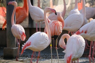 Flock of pink flamingos in a lake