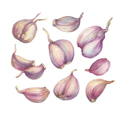 An aromatic culinary herb, the set, cloves of garlic plant bulb (Allium sativum). Watercolor hand drawn painting illustration isolated on a white background.