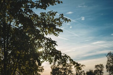 Stunning landscape view of a lush forest with a vibrant sunset sky in the background