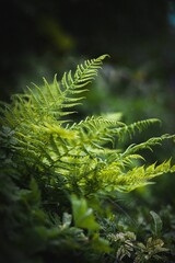 Closeup of lush green fern leaves illuminated by a subtle light against a dark backdrop