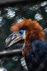 Black-casqued hornbill bird perched atop a tree branch against a soft, blurred background