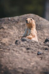 Vertical shot of a prairie dog on rocks
