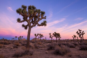 Fototapeta premium Peaceful sunset view of Joshua Tree National Park, California, featuring the iconic Joshua Trees