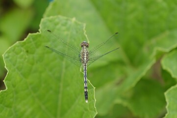 Chalky percher dragonfly perched atop a lush green leaf.