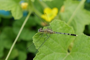 Chalky percher dragonfly perched atop a lush green leaf.