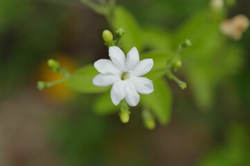 Closeup shot of Arabian jasmine flower against lush green foliage and grass.