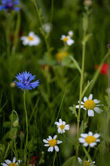 daisies in the meadow