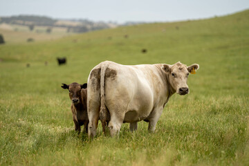 Herd of sustainable cows on a green hill on a farm in Australia. Beautiful cow in a field. Australian Farming landscape with Angus and Murray grey cattle