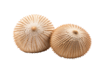 The Enigmatic Encounter on a White or Clear Surface PNG Transparent Background.