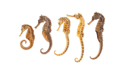 Sea Horse isolated on white