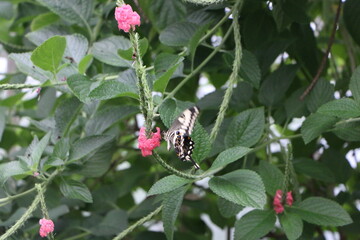 butterfly on a flower