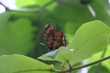 butterfly on a leaf