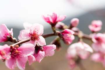 Peach flowering trees in gardens in spring