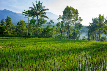 Verdant rice fields in Lombok, Indonesia, with palm trees and mountains in the background, captured...