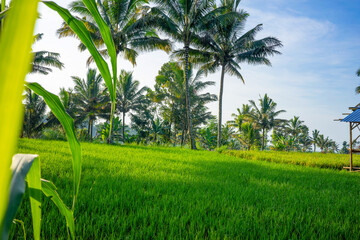 Lush green rice fields and towering palm trees in Lombok, Indonesia, under a clear summer sky.