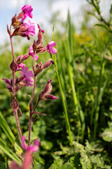 pink flowers on the meadow