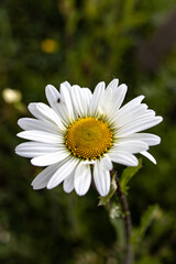 Obraz premium white daisy flower with a bug