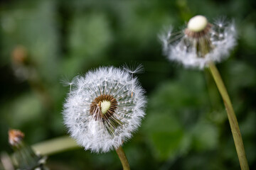 dandelion on a green background