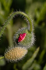 red poppy blossoms