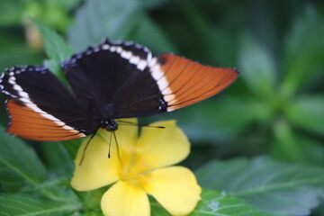 butterfly on flower