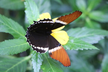 butterfly on a flower © Hanlu