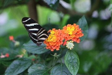 butterfly on flower