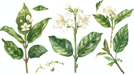 Java tea tender flowers or inflorescences stems 