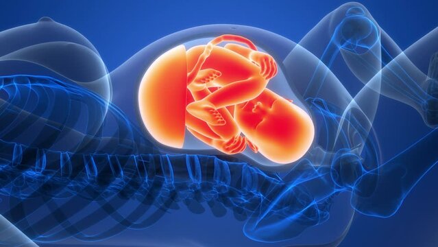 Human Fetus Baby in Womb Anatomy Animation Concept
