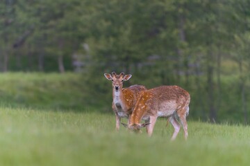 Two fallow deer  with just growing antlers. Dama dama. 