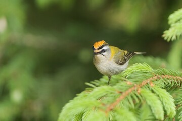 A cute firecrest sits on a spruce twig. European smallest bird in the nature habitat.  Regulus ignicapillus