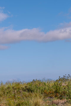 Clear blue sky with an isolated fluffy cloud with wild grass and shrubs in the foreground
