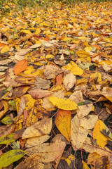 woodland floor covered with autumn, yellow and gold leaves, natural fall, season concept
