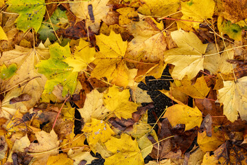 woodland floor covered with autumn, yellow and gold leaves, natural fall, season concept