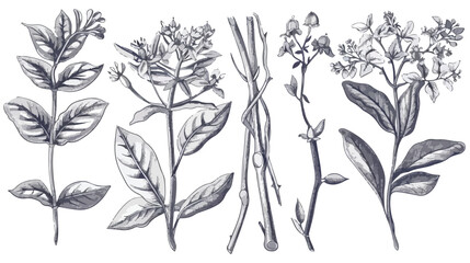 Licorice botanical isolated illustration. Plant leave