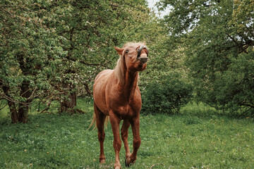 horse eating grass
